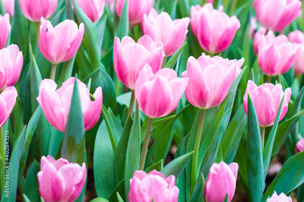beautiful pink tulips blooming in the winter. beautiful pink tulips blooming in the winter.
