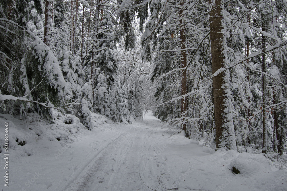Fototapeta premium Winterwald bei Labaroche in den Vogesen