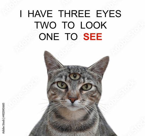 A gray cat has got third eye. I have three eyes two look one see. White background. Isolated.