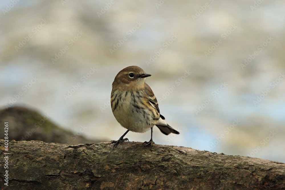 A Little Bird by the Water A Little Bird by the Water