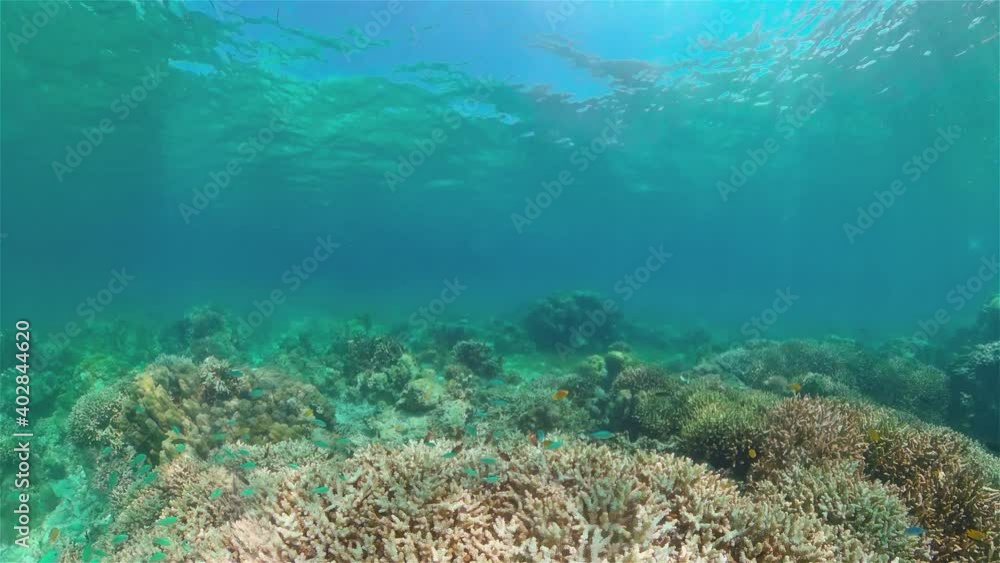 Coral reef underwater with fishes and marine life. Coral reef and tropical fish. Coral reef underwater with fishes and marine life. Coral reef and tropical fish.