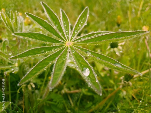 dew on a leaf