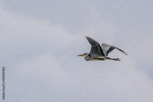 grey heron in flight in the sky over the Dr  me  France