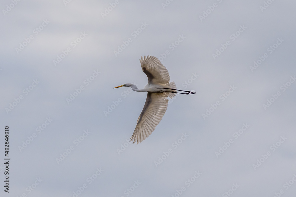 white heron in flight in winter near the Rhone River white heron in flight in winter near the Rhone River