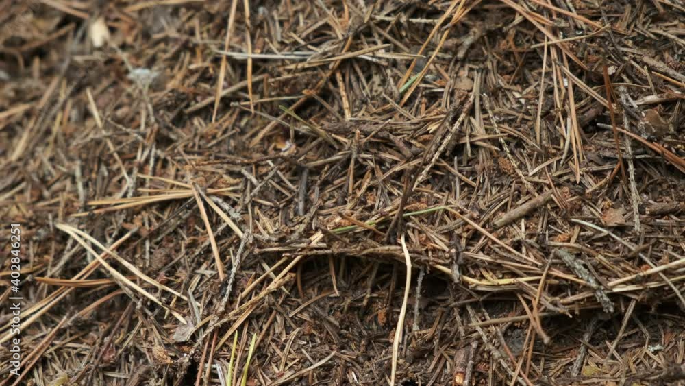 Closeup view part of anthill from pine needles and branches with colony of ants in autumn woodland. The observation of nature and creatures concept. Forest ants preparing to winter. Closeup view part of anthill from pine needles and branches with colony of ants in autumn woodland. The observation of nature and creatures concept. Forest ants preparing to winter.