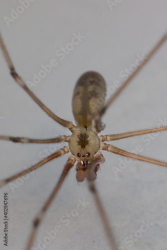 little brown spider Pholcus opilionoides photo