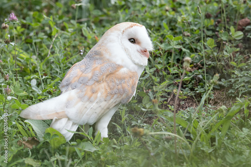 Barn owl male in the grass (Tyto alba)