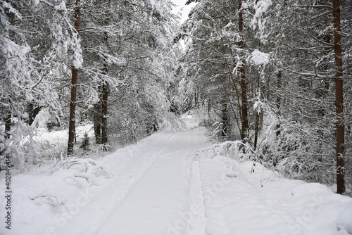 Road through the forest in winter weather