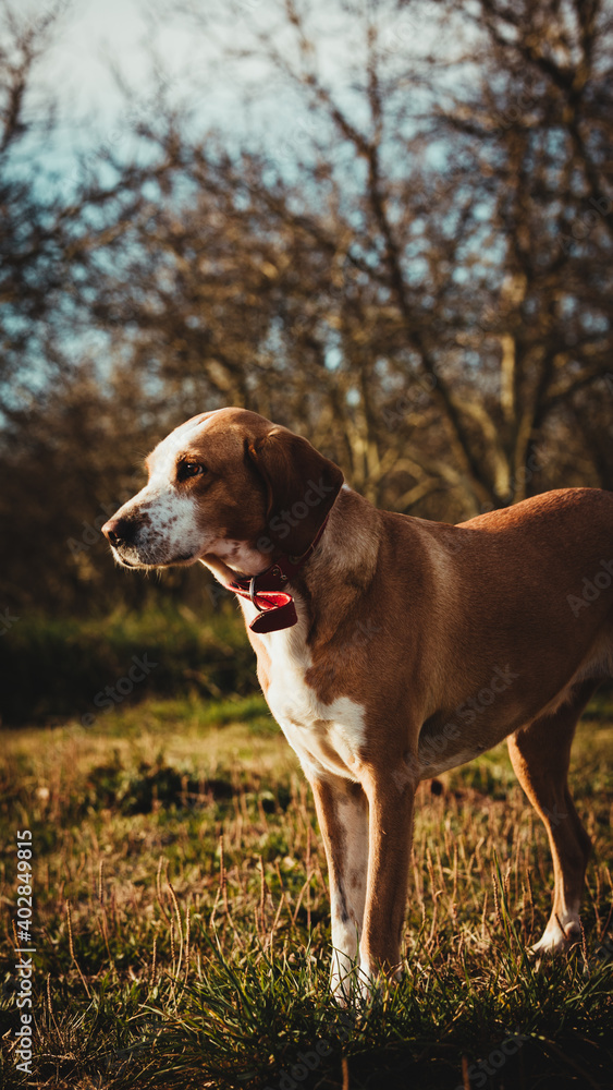 A dog walking outdoor at daylight A dog walking outdoor at daylight