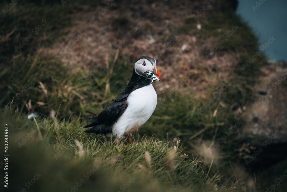 Puffin Fratercula arctica with beek full of eels and herring fish on its way to nesting burrow in breeding colony Puffin Fratercula arctica with beek full of eels and herring fish on its way to nesting burrow in breeding colony