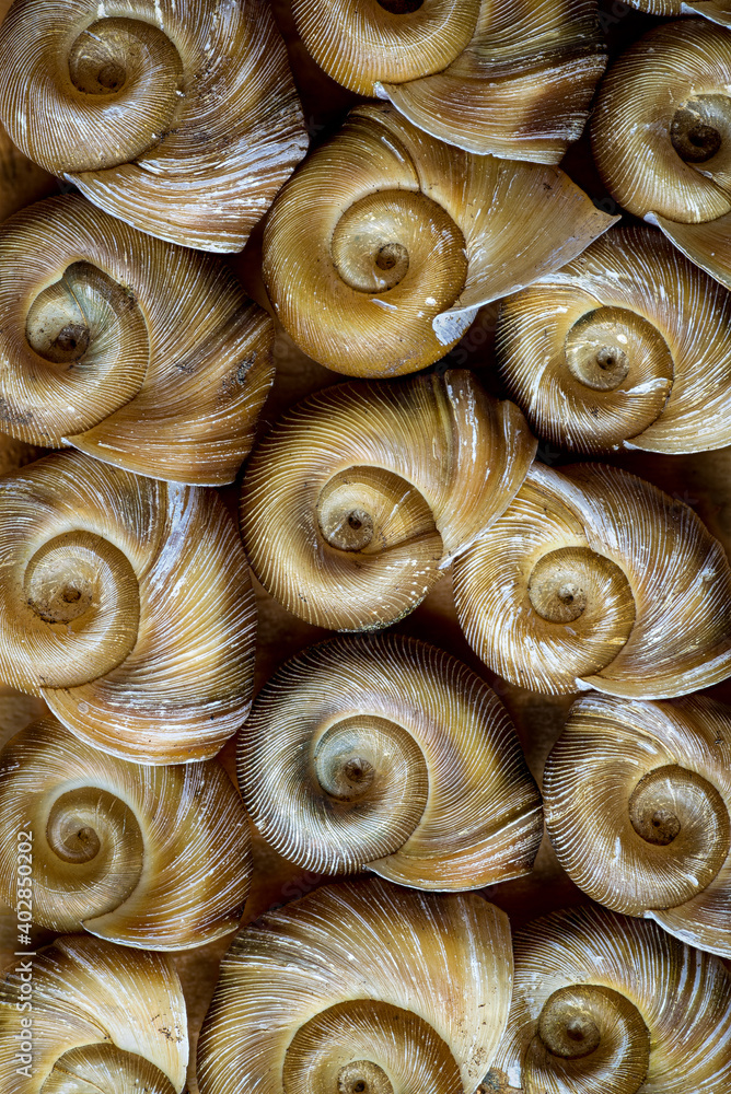 Φωτογραφία Shells of ramshorn snails (family Planorbidae), a freshwater species common in ponds and aquariums