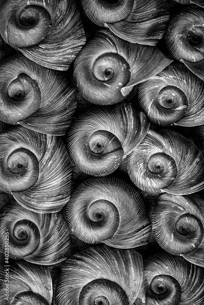 Φωτογραφία Shells of ramshorn snails (family Planorbidae), a freshwater species common in ponds and aquariums
