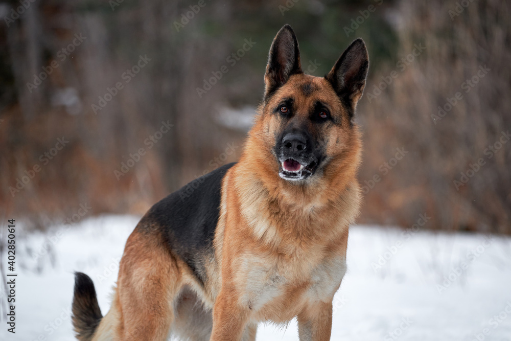 Charming purebred dog on walk in winter snow covered park. Portrait of beautiful Shepherd dog. German Shepherd stands beautifully in pure white snow in winter against background of forest. Charming purebred dog on walk in winter snow covered park. Portrait of beautiful Shepherd dog. German Shepherd stands beautifully in pure white snow in winter against background of forest.