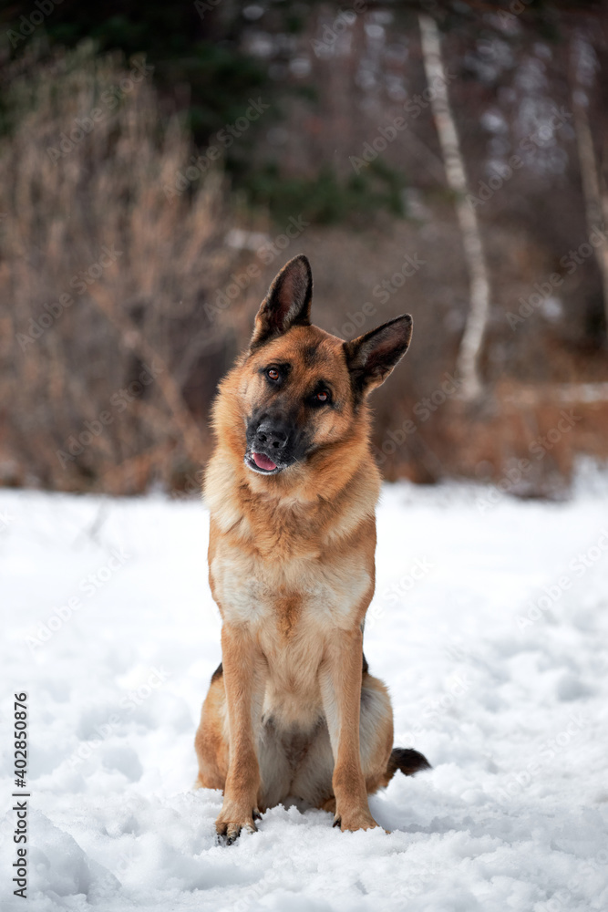 Beautiful adult German Shepherd of black and red color sits in snow against background of forest and looks carefully forward with his head tilted to side. Purebred dog in snowy white snowdrifts. Beautiful adult German Shepherd of black and red color sits in snow against background of forest and looks carefully forward with his head tilted to side. Purebred dog in snowy white snowdrifts.
