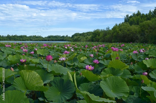 Tranquility on the lotus lake. Nelumbo komarovii blossom. Khabarovsk Krai, far East, Russia. photo