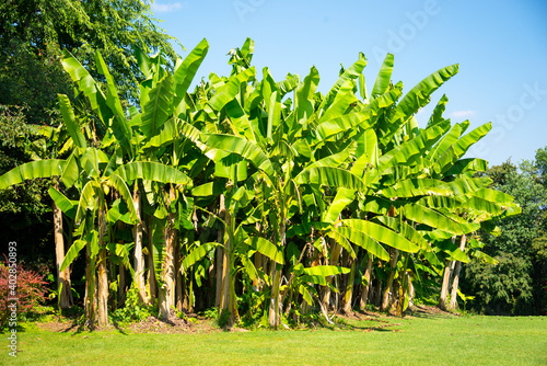 Green banana plants with lush leaves lit by sun