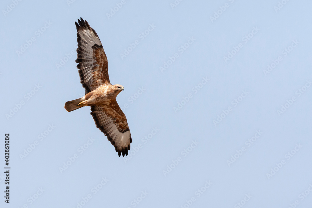 Steppe Buzzard, Buteo buteo vulpinus