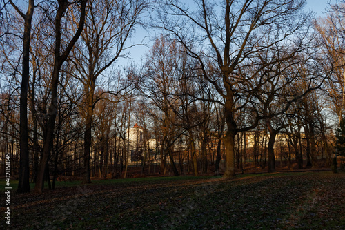 Fototapeta Naklejka Na Ścianę i Meble -  Park Kościuszki w Katowicach w słoneczny grudniowy dzień. Miejskie budynki prześwitują przez drzewa