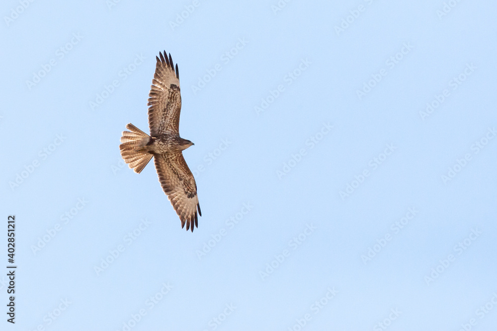 Fototapeta premium Steppe Buzzard, Buteo buteo vulpinus