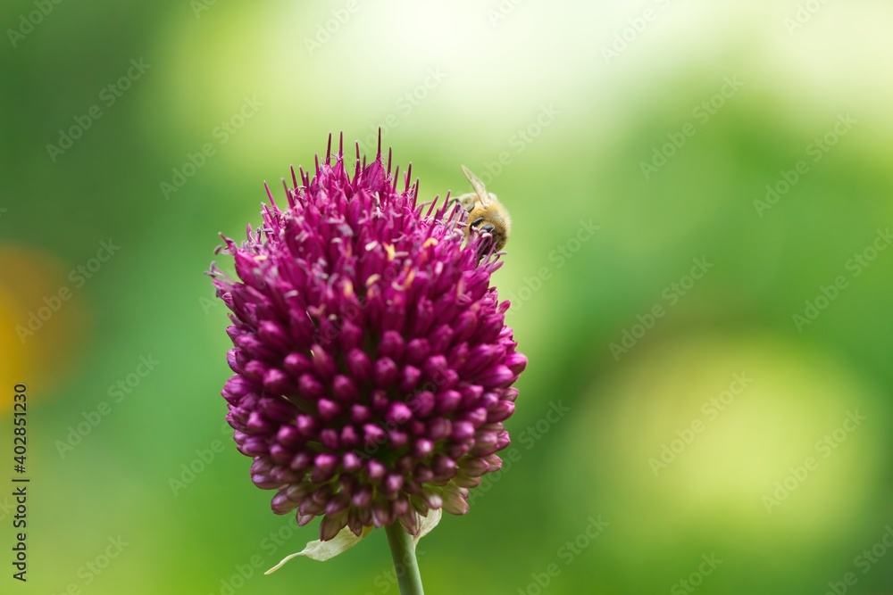 Eine Biene im Sommer an einem lila Zierlauch, Allium Eine Biene im Sommer an einem lila Zierlauch, Allium
