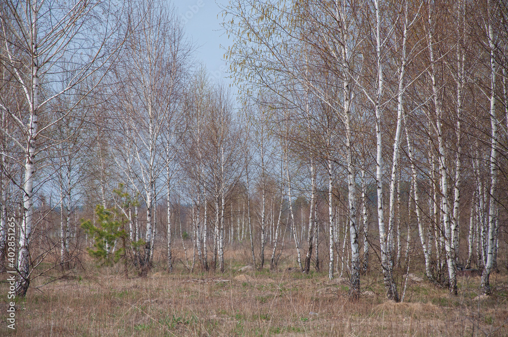 Young birch grove on a spring day Young birch grove on a spring day