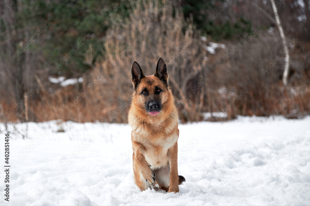 Adorable purebred dog in snowy white snowdrifts and getting ready to run forward. Beautiful adult German Shepherd of black and red color sits in snow against background of forest and looks carefully. Adorable purebred dog in snowy white snowdrifts and getting ready to run forward. Beautiful adult German Shepherd of black and red color sits in snow against background of forest and looks carefully.