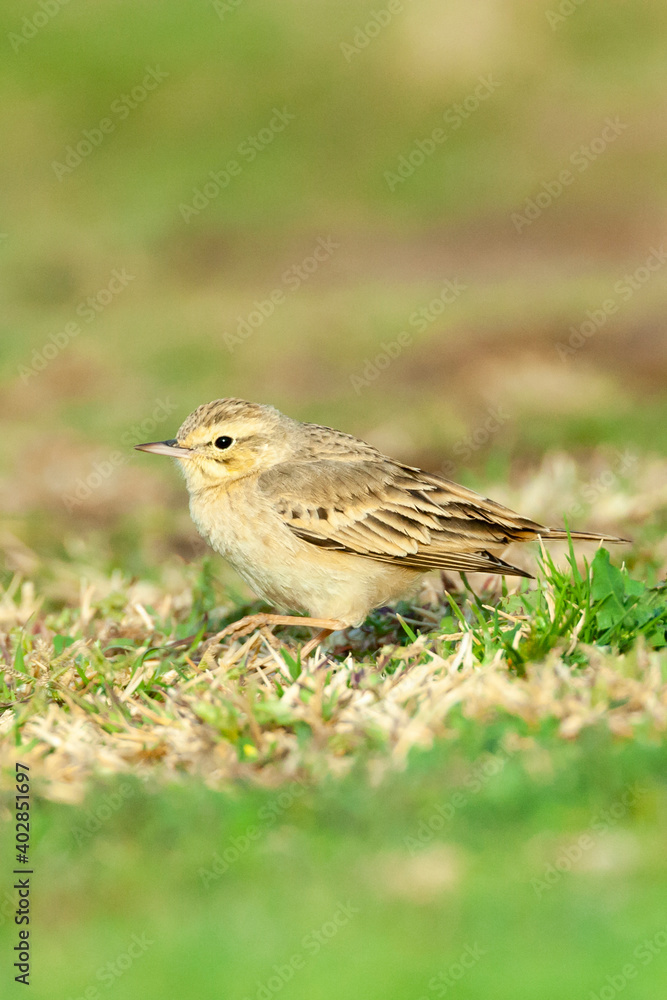 Duinpieper, Tawny Pipit, Anthus campestris Duinpieper, Tawny Pipit, Anthus campestris