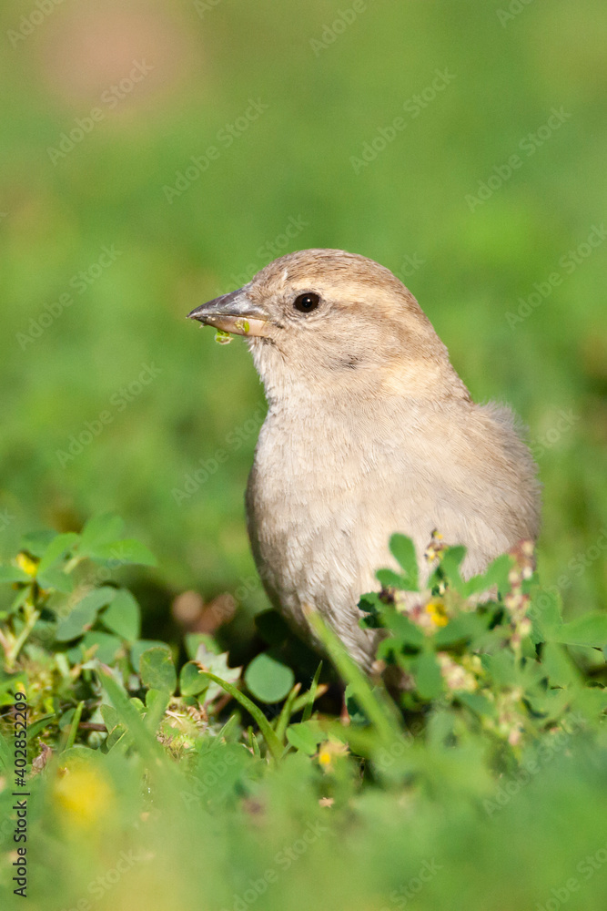 Spaanse Mus, Spanish Sparrow, Passer hispaniolensis Spaanse Mus, Spanish Sparrow, Passer hispaniolensis