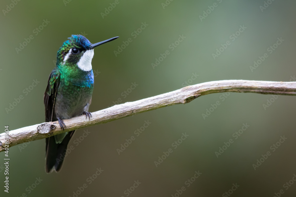 White-throated Mountaingem, Lampornis castaneoventris White-throated Mountaingem, Lampornis castaneoventris