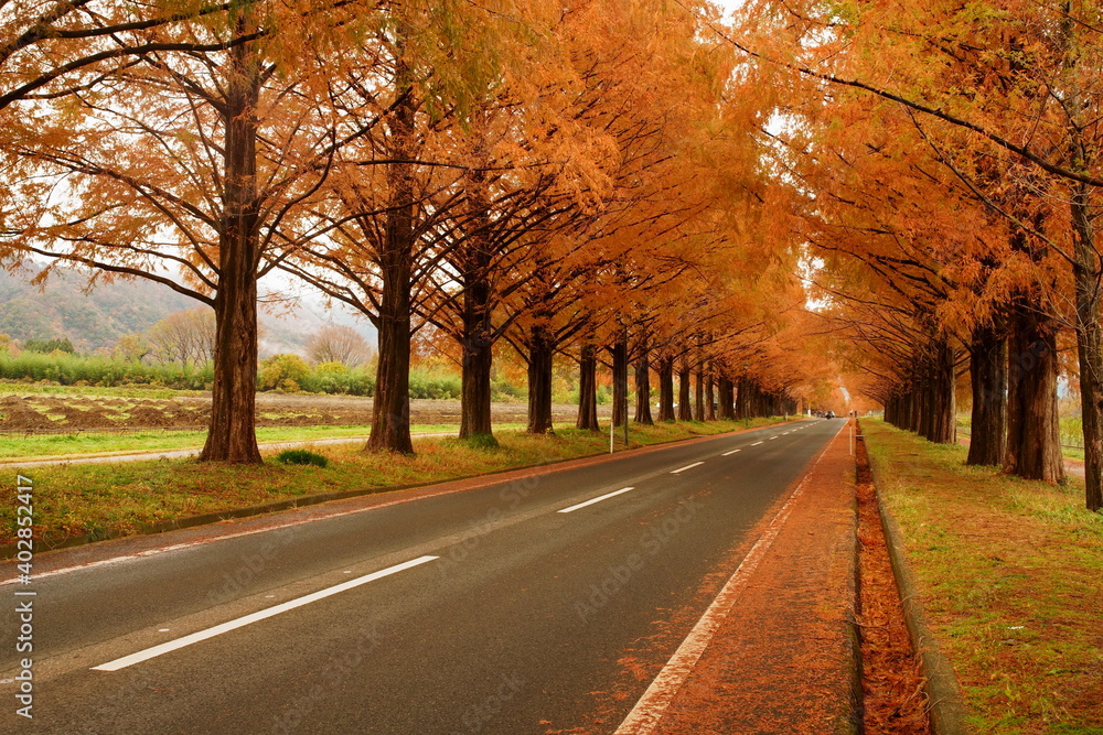 メタセコイア並木の紅葉 Autumn leaves of Metasequoia trees,shiga,japan（滋賀県高島市　マキノ町）