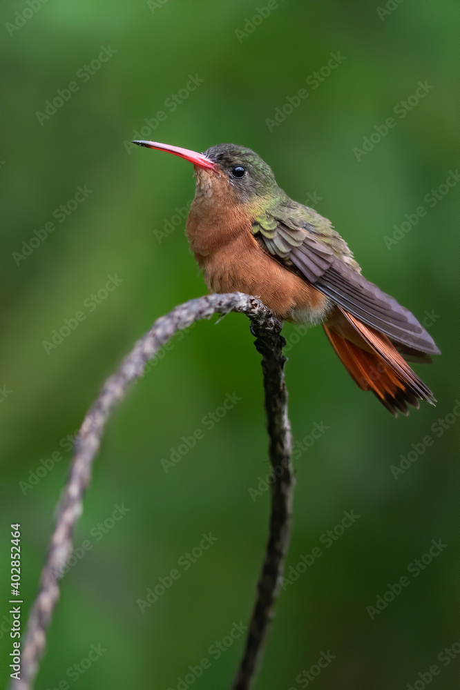 Cinnamon Hummingbird, Amazilia rutila Cinnamon Hummingbird, Amazilia rutila
