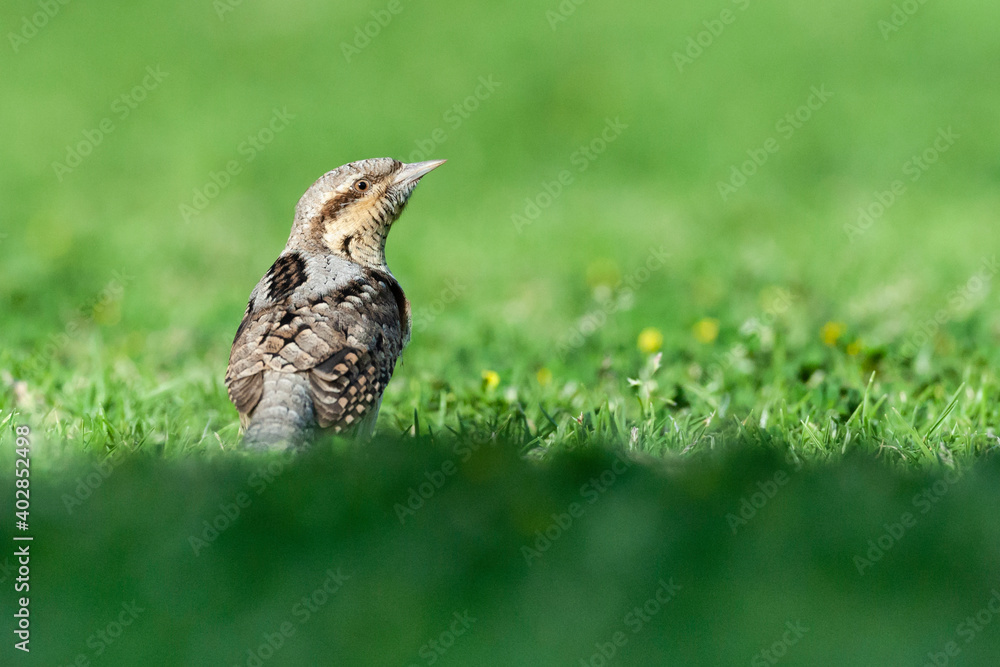 Fototapeta premium Draaihals, Eurasian Wryneck, Jynx torquilla