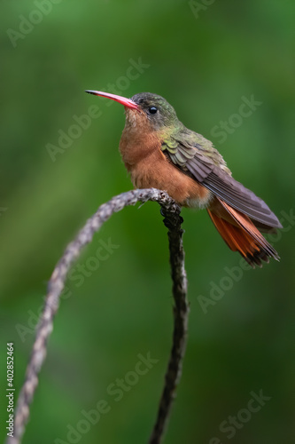 Cinnamon Hummingbird, Amazilia rutila