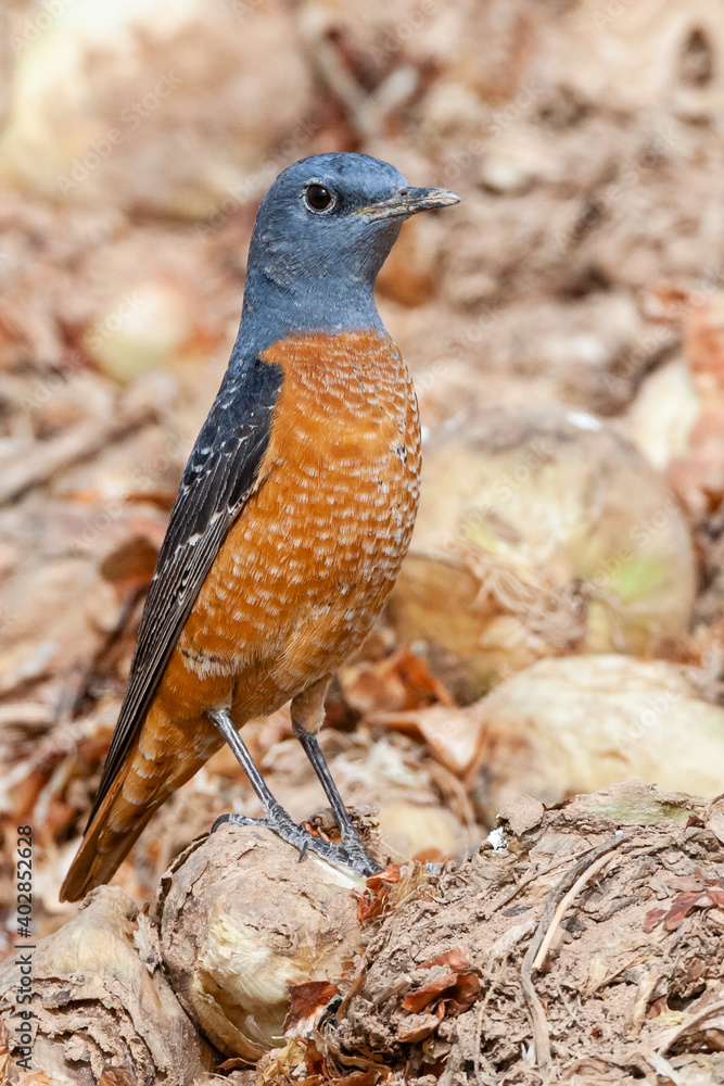 Rotsspringer Insect Rode Rotslijster, Rufous-tailed Rock Thrush, Monticola saxatilis Stock ...