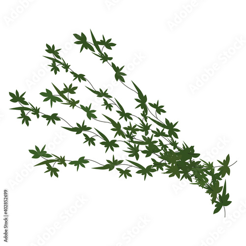 thyme branches on white background, hand drawn vector illustration of thyme