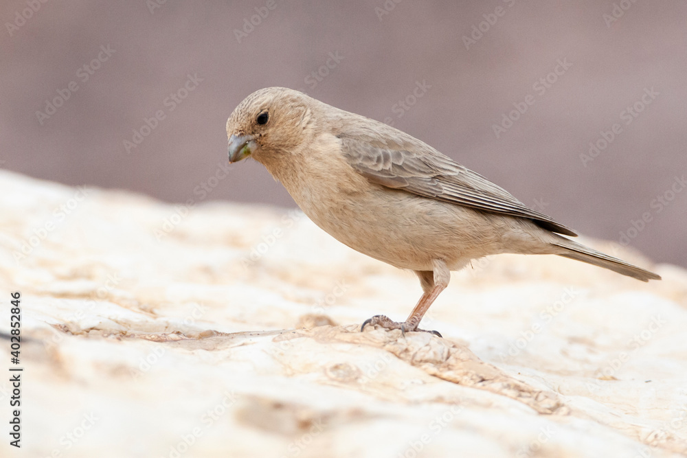 Sinai Rosefinch, Carpodacus synoicus Sinai Rosefinch, Carpodacus synoicus