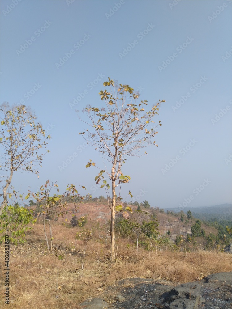 Obraz premium tree in the Mountains