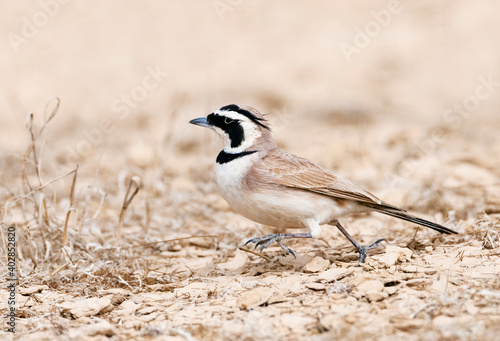 Temminck's Strandleeuwerik, Temminck's Lark, Eremophila bilopha