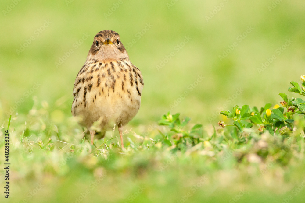 Roodkeelpieper, Red-throated Pipit, Anthus cervinus Roodkeelpieper, Red-throated Pipit, Anthus cervinus