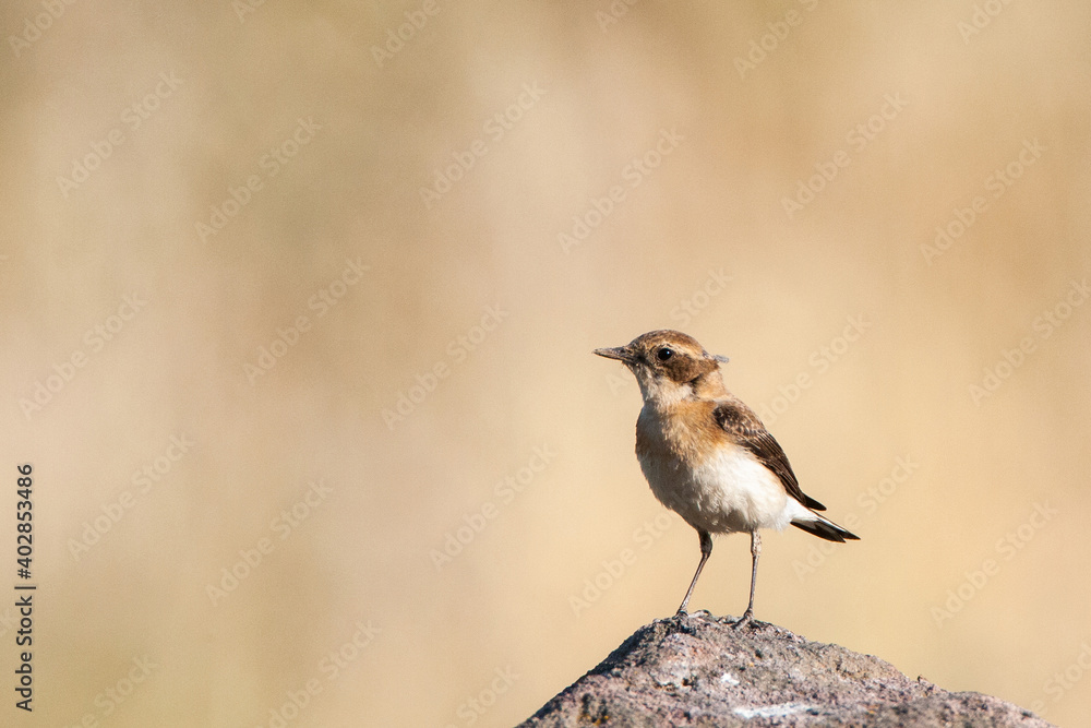 Eastern Black-eared Wheatear, Oenanthe melanoleuca Eastern Black-eared Wheatear, Oenanthe melanoleuca