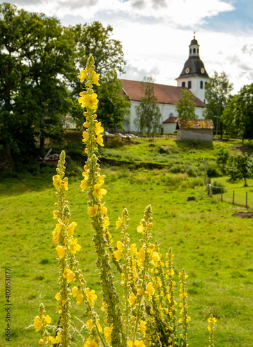 Verbascum thapsus with church in background