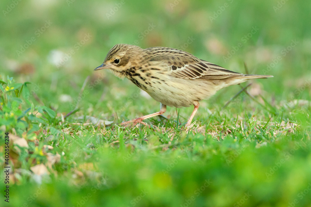 Fototapeta premium Boompieper, Tree Pipit, Anthus trivialis
