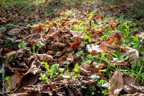 autumn