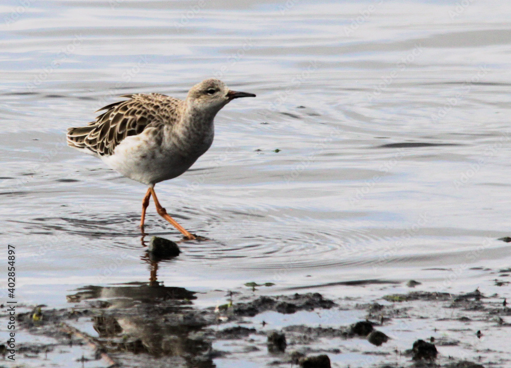 A view of a Bar Tailed Godwit A view of a Bar Tailed Godwit