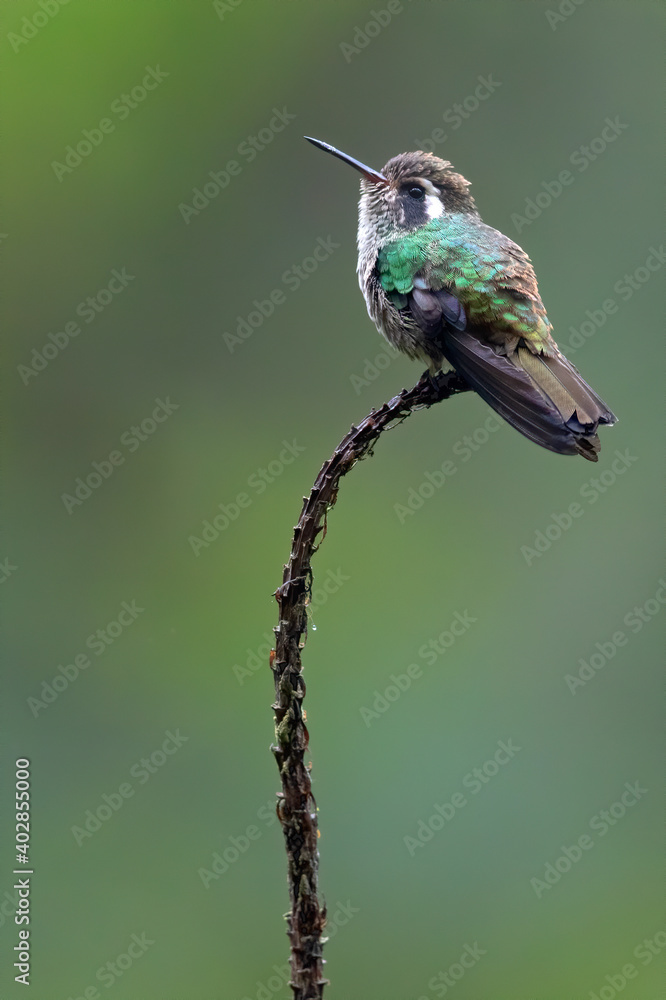 Obraz premium White-eared Hummingbird, Basilinna leucotis
