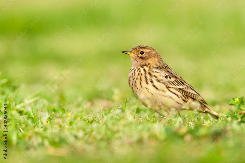 Roodkeelpieper, Red-throated Pipit, Anthus cervinus Roodkeelpieper, Red-throated Pipit, Anthus cervinus