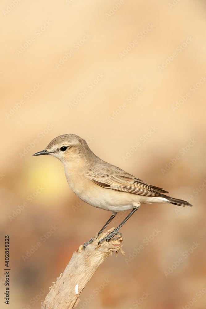 Izabeltapuit, Isabelline Wheatear, Oenanthe isabelline Izabeltapuit, Isabelline Wheatear, Oenanthe isabelline