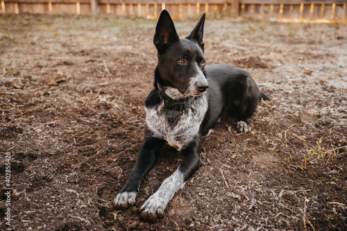 Australian Blue Heeler Cattle Dog