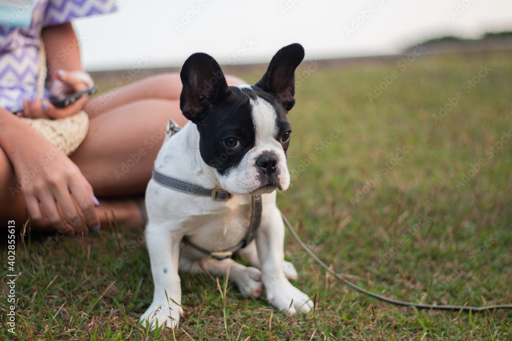Close up black and white French Bulldog puppy sitting on grass field.