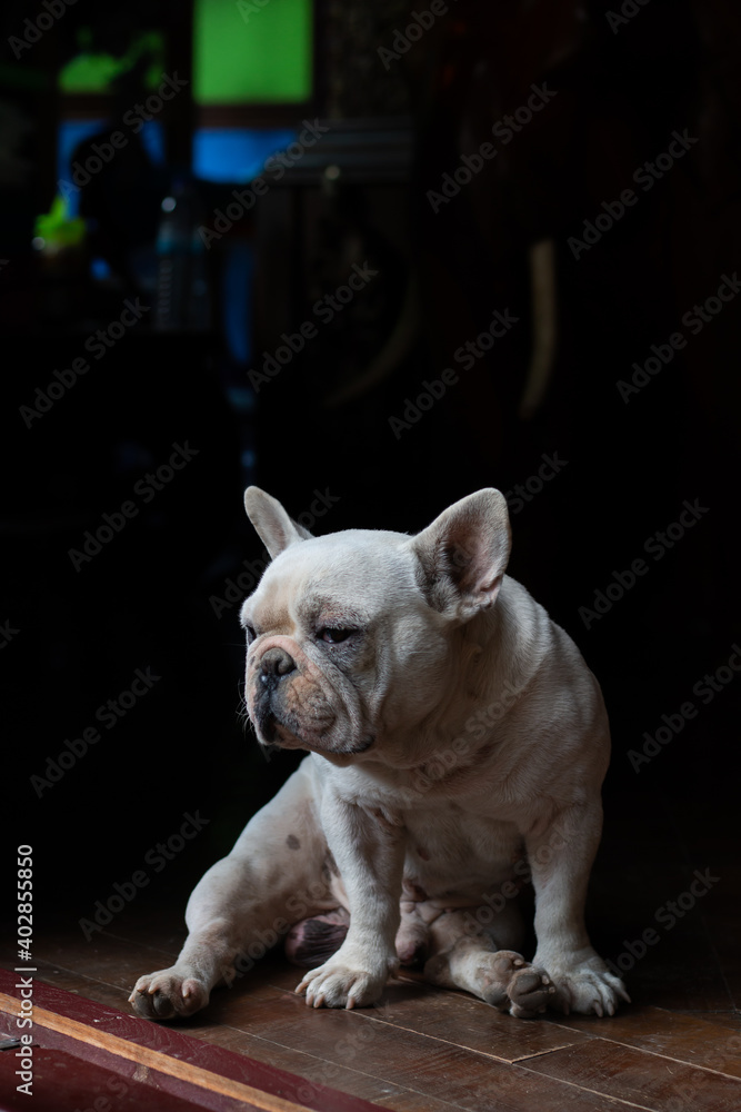 Old French Bulldog sitting on the floor, The dog waiting for its owner.